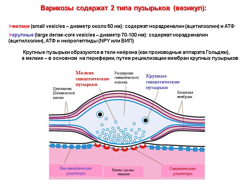 Варикозы содержат 2 типа пузырьков (везикул): мелкие (small vesicles – диаметр около 50 Варикозы содержат 2 типа пузырьков (везикул): мелкие (small vesicles – диаметр около 50